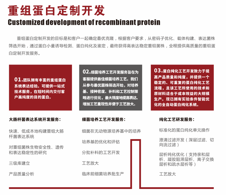 重组蛋白.png